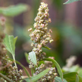 White Quinoa Planting Seeds – Chenopodium quinoa, High-Yield, Adaptable & Stable Crop