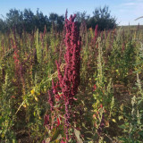 Red Quinoa Planting Seeds – Chenopodium quinoa, Adaptable Crop with Stable Harvests