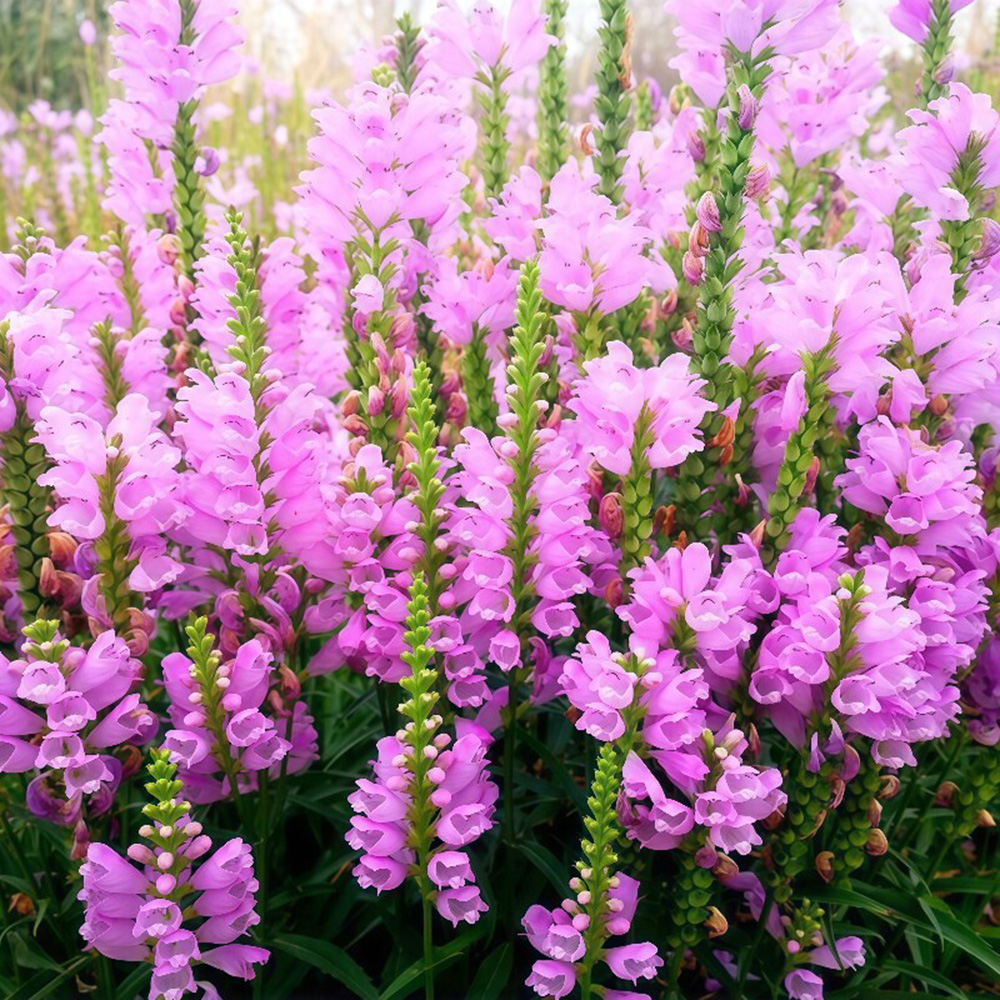 Pink Obedient Plant Seeds – False Dragonhead Flower, Highly