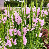 Pink Obedient Plant Seeds – Physostegia virginiana, False Dragonhead, Perennial Pink Flowers, Easy to Grow
