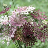 Chocolate Lace Flower Seeds – Daucus carota 'Dara', Rare Chocolate-Colored Flowers, Ideal for Border Edging