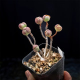 Aeonium saundersii – Rose-Like Indoor Succulent with Purple-Red Edges, Low Maintenance for Home Decor