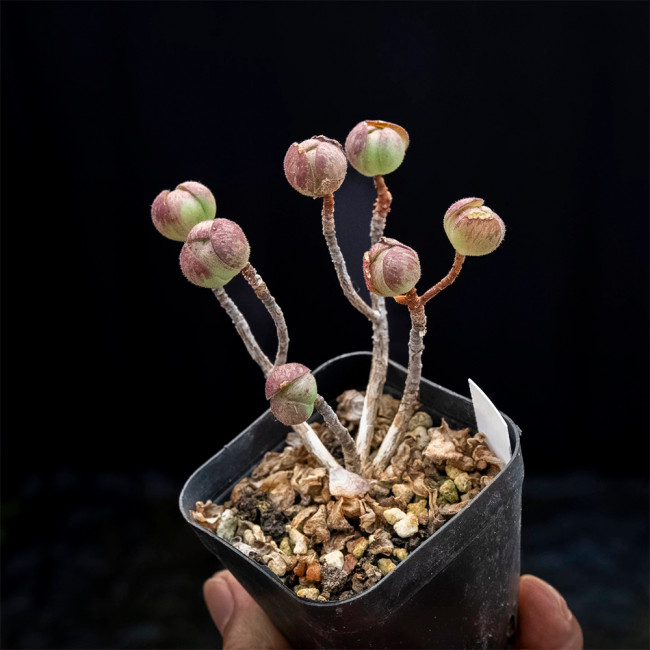 Aeonium saundersii – Rose-Like Indoor Succulent with Purple-Red Edges, Low Maintenance for Home Decor