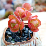 Aeonium saundersii – Rose-Like Indoor Succulent with Purple-Red Edges, Low Maintenance for Home Decor