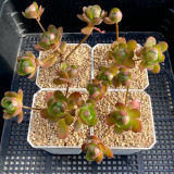 Aeonium saundersii – Rose-Like Indoor Succulent with Purple-Red Edges, Low Maintenance for Home Decor
