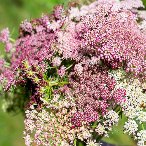 Chocolate Lace Flower Seeds – Daucus carota 'Dara', Rare Chocolate-Colored Flowers, Ideal for Border Edging