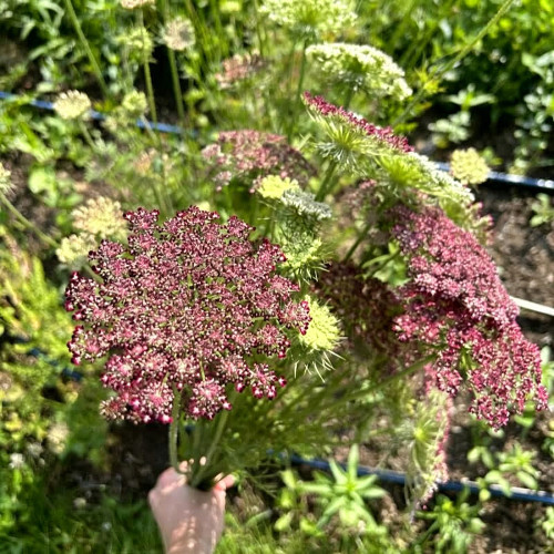 Chocolate Lace Flower Seeds – Daucus carota 'Dara', Rare Chocolate-Colored Flowers, Ideal for Border Edging