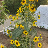 Giant Branching Sunflower Seeds – Helianthus annuus, Tall Black-Eyed Variety, Easy to Grow, Ideal for Home Gardeners