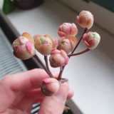 Aeonium saundersii – Rose-Like Indoor Succulent with Purple-Red Edges, Low Maintenance for Home Decor