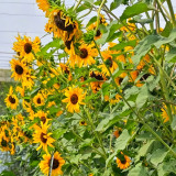 Giant Branching Sunflower Seeds – Helianthus annuus, Tall Black-Eyed Variety, Easy to Grow, Ideal for Home Gardeners