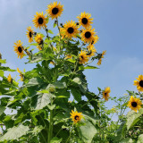 Giant Branching Sunflower Seeds – Helianthus annuus, Tall Black-Eyed Variety, Easy to Grow, Ideal for Home Gardeners