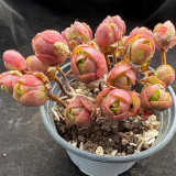 Aeonium saundersii – Rose-Like Indoor Succulent with Purple-Red Edges, Low Maintenance for Home Decor