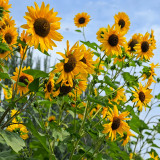 Giant Branching Sunflower Seeds – Helianthus annuus, Tall Black-Eyed Variety, Easy to Grow, Ideal for Home Gardeners