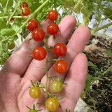 Red Currant Sweet Pea Tomato Seeds | Solanum pimpinellifolium | High-Yield Juicy Mini Tomato
