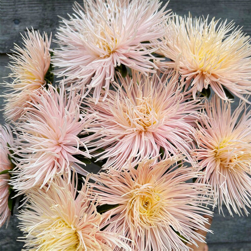 Aster 'Valkyrie Brunhilde Chamois' Seeds – Needle-Petaled China Aster with Pink-Tinged Blooms