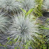 Blue Fescue (Festuca glauca) Seeds - Ornamental Silver Blue Grass for Borders, Edging & Landscaping