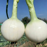 White Bulb Onion Seeds - Allium cepa 'Snowball White', Tender & Juicy Flesh, Strong Adaptability, Easy to Grow