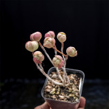 Aeonium saundersii – Rose-Like Indoor Succulent with Purple-Red Edges, Low Maintenance for Home Decor