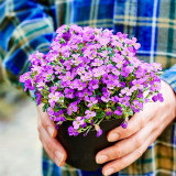 Purple Rock Cress Seeds – Aubrieta hybrida, Creeping Groundcover, Cold Hardy & Drought Tolerant, Ideal for Containers