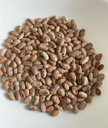 Dragon's Tongue Bush Bean Seeds | Dutch Heirloom Snap Bean