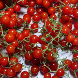 Red Currant Sweet Pea Tomato Seeds | Solanum pimpinellifolium | High-Yield Juicy Mini Tomato