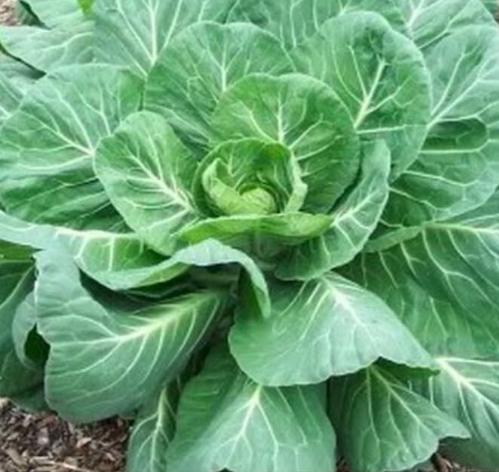 Georgia Southern Collard Greens Seeds Heirloom Organic High Yield Vegetable