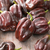 Chocolate Habanero Pepper Seeds – Small Brown Pods, Thick Flesh, Intense Spiciness
