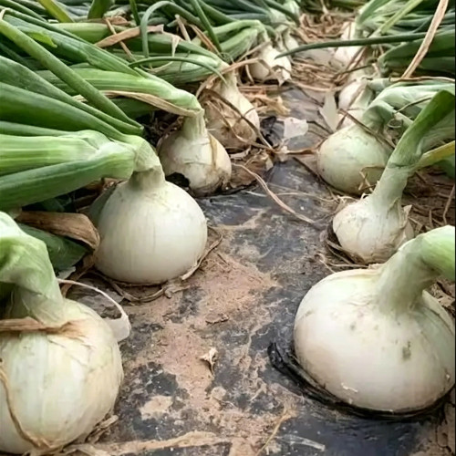 White Bulb Onion Seeds - Allium cepa 'Snowball White', Tender & Juicy Flesh, Strong Adaptability, Easy to Grow