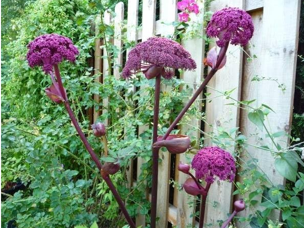 Angelica Gigas Seeds | Korean Purple Angelica Herb Seeds