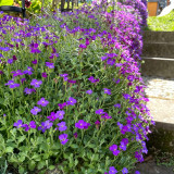 Purple Rock Cress Seeds – Aubrieta hybrida, Creeping Groundcover, Cold Hardy & Drought Tolerant, Ideal for Containers