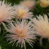 Aster 'Valkyrie Brunhilde Chamois' Seeds – Needle-Petaled China Aster with Pink-Tinged Blooms