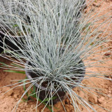 Blue Fescue (Festuca glauca) Seeds - Ornamental Silver Blue Grass for Borders, Edging & Landscaping