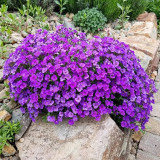 Purple Rock Cress Seeds – Aubrieta hybrida, Creeping Groundcover, Cold Hardy & Drought Tolerant, Ideal for Containers