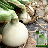 White Bulb Onion Seeds - Allium cepa 'Snowball White', Tender & Juicy Flesh, Strong Adaptability, Easy to Grow