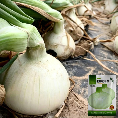 White Bulb Onion Seeds - Allium cepa 'Snowball White', Tender & Juicy Flesh, Strong Adaptability, Easy to Grow