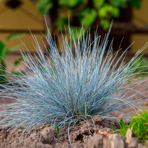 Blue Fescue (Festuca glauca) Seeds - Ornamental Silver Blue Grass for Borders, Edging & Landscaping