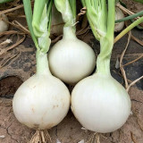 White Bulb Onion Seeds - Allium cepa 'Snowball White', Tender & Juicy Flesh, Strong Adaptability, Easy to Grow