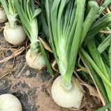 White Bulb Onion Seeds - Allium cepa 'Snowball White', Tender & Juicy Flesh, Strong Adaptability, Easy to Grow