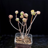 Aeonium saundersii – Rose-Like Indoor Succulent with Purple-Red Edges, Low Maintenance for Home Decor