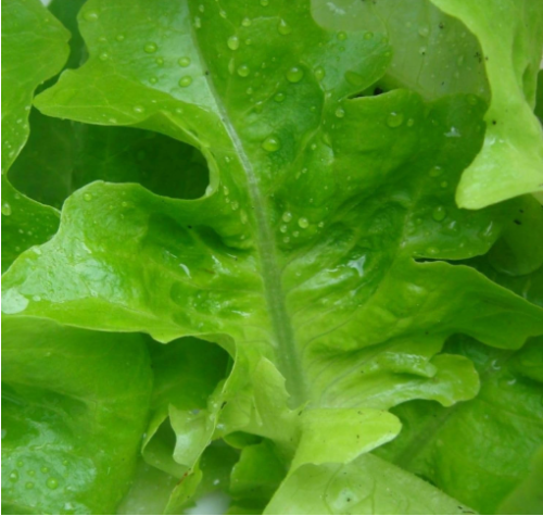 Oakleaf Green Lettuce Seeds Loose Leaf Salad Garden Growing Seeds