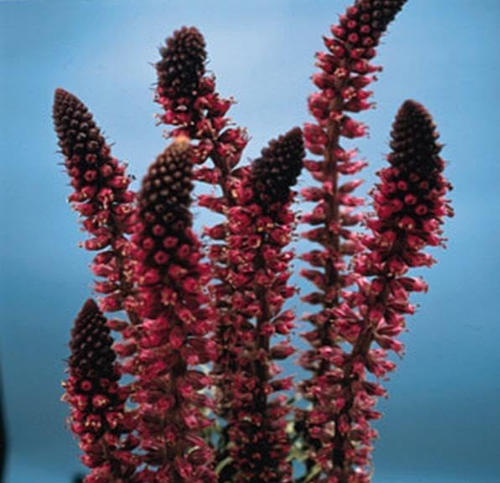 Lysimachia Atropurpurea Beaujolais Seeds Dark Burgundy Perennial Loosestrife