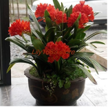 Clivia Seeds | Red Kaffir Lily Indoor Home Garden Flower Seeds