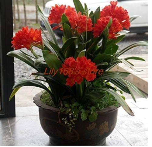 Clivia Seeds | Red Kaffir Lily Indoor Home Garden Flower Seeds