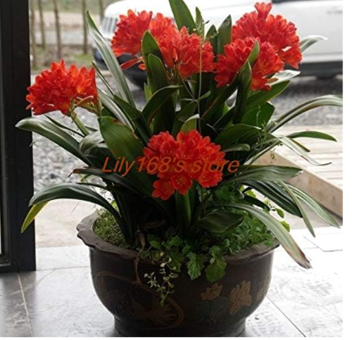 Clivia Seeds | Red Kaffir Lily Indoor Home Garden Flower Seeds