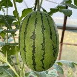 Double-Color Rainbow Watermelon Seeds – Citrullus lanatus, Hybrid Gift Melon, Orange-Yellow Flesh, Early Maturing