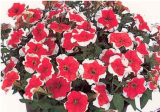 Petunia Frost Fire Seeds | Red & White Bicolor Annual Garden Flower