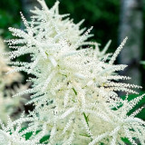 Goat's Beard Seeds – Aruncus dioicus (Walter) Fernald, Tall Feathery White Plumes, Ideal for Border Edging