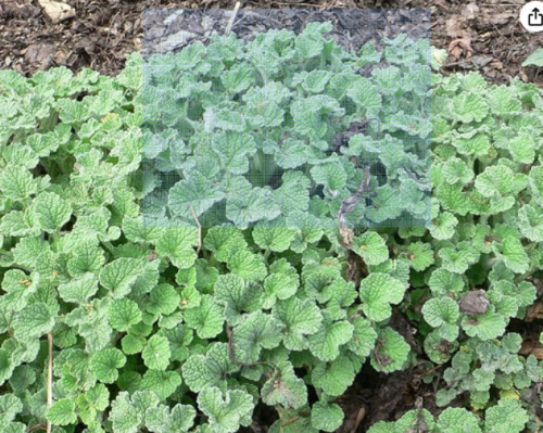 Common White Horehound Seeds Marrubium Vulgare Aromatic Herbal Remedy Plant