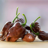 Chocolate Habanero Pepper Seeds – Small Brown Pods, Thick Flesh, Intense Spiciness