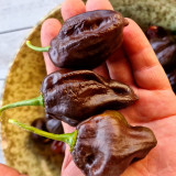 Chocolate Habanero Pepper Seeds – Small Brown Pods, Thick Flesh, Intense Spiciness